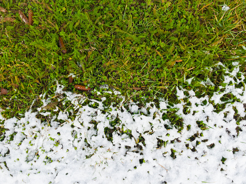 Melting snow on green grass close up. Conceptual photo of spring going after winter. Thaw, melting snow. Melting snow on a green lawn. Snowy lawn. Conceptual image about spring. Background with copy space. Between winter and spring.  Global Warming Concept. Top view. \nThis image was taken with a mobile phone.