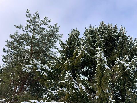 Evergreen trees, covered with snow. Branches covered with snow against the sky. Top of a tree in the snow. Winter scenery.\nThis image was taken with a mobile phone.