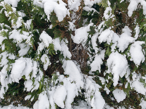 Close-up of a thuja branch covered with snow. In the winter season, the garden fence of green thuja bushes is covered with white snow. Evergreen hedge covered with snow caps.\nThis image was taken with a mobile phone.