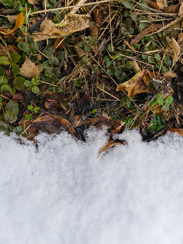 Melting snow on green grass and dry leaves. Conceptual photo of spring going after winter. Thaw, melting snow. Snowy lawn. Conceptual image about spring. Background with copy space. Between winter and spring.  Global Warming Concept. Top view. 
This image was taken with a mobile phone.