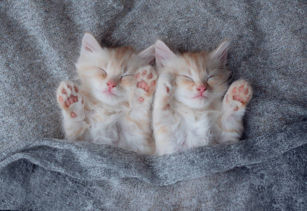 istock Cute little red kittens sleeps on fur blanket 1458302174