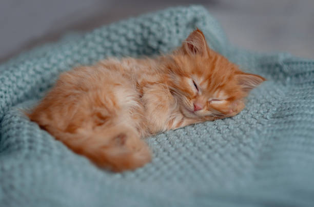 istock Cute little red kitten sleeps on fur white blanket 1458302239