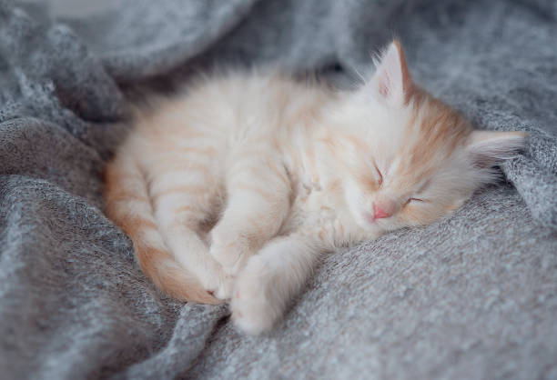 istock Cute little red kitten sleeps on fur blanket 1458302494
