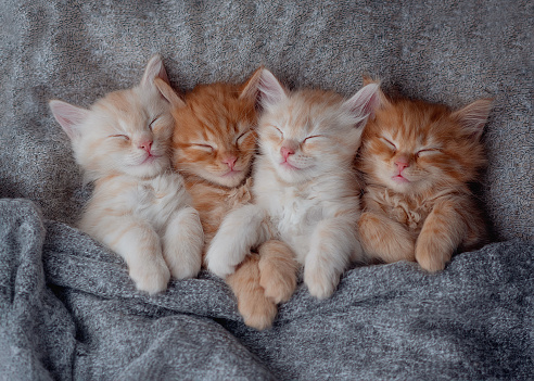 A group of small gray white kittens of same litter. Young cats in group sit and look ahead with big eyes. Full length portrait. The concept of the street animals problem.