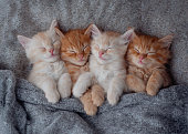a family of happy kittens sleeps together in a cozy blanket. fkittens loving each other. Adorable cat hugs .