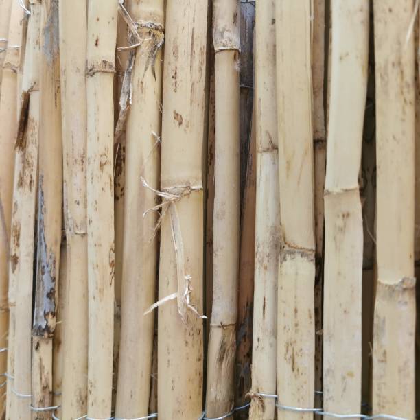 istock bamboo fence closeup, background, texture 1458304154