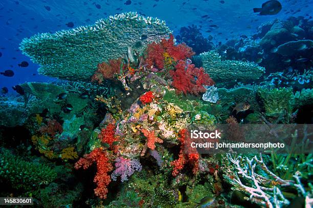 Morbido Barriera Corallina Scena - Fotografie stock e altre immagini di Barriera corallina - Barriera corallina, Composizione orizzontale, Corallo molle - Corallo