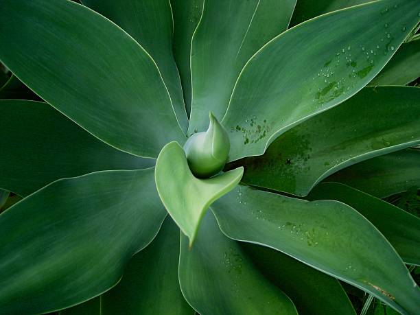 istock green core of plant 145830621