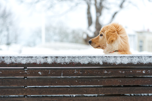 Cute young golden retriever puppy playing in the snow at winter