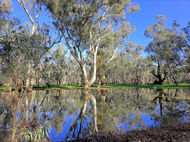 istock Barmah National Park, Victoria, Australia 1458306693