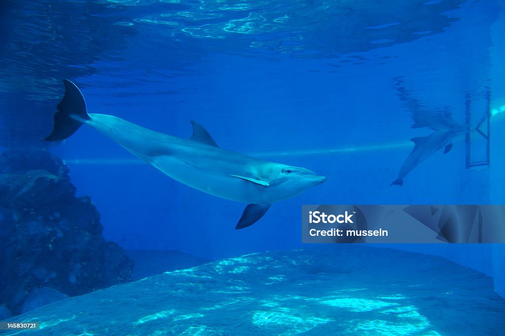 Dolphin Smiling dolphin swimming in fish tank in Las Vegas Animal Stock Photo