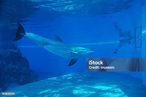 Dolphin Stock Photo - Download Image Now - Animal, Aquarium, Blue