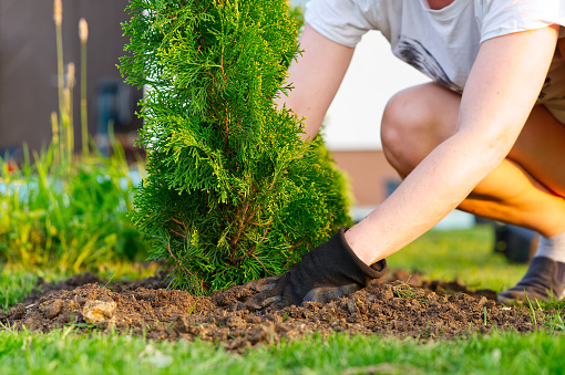 a woman hands plants a thuja, planting a coniferous tree thuja. woman planting thuja in the garden