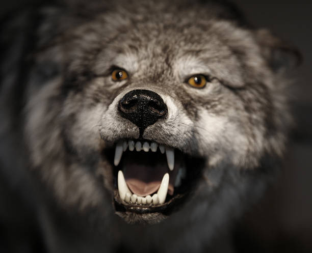 istock An arctic wolf showing its teeth and growling 145830755