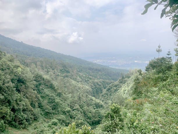 istock Forest in the dry season 1458309810