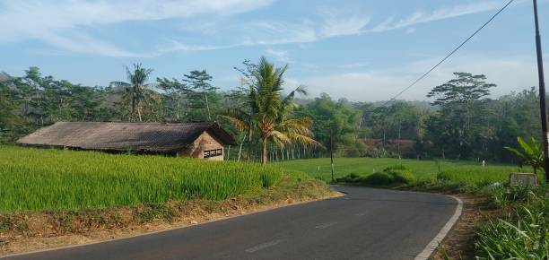 istock in the middle of the rice fields 1458310084