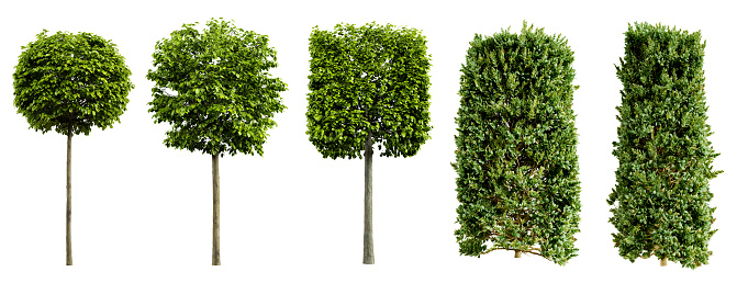 Collection of beautiful urban trimmed trees isolated on white background. Realistic 3D render. 3D illustration.