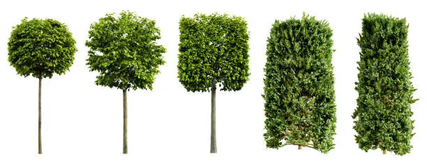 Photo of Collection of beautiful urban trimmed trees isolated on white background. Realistic 3D render.