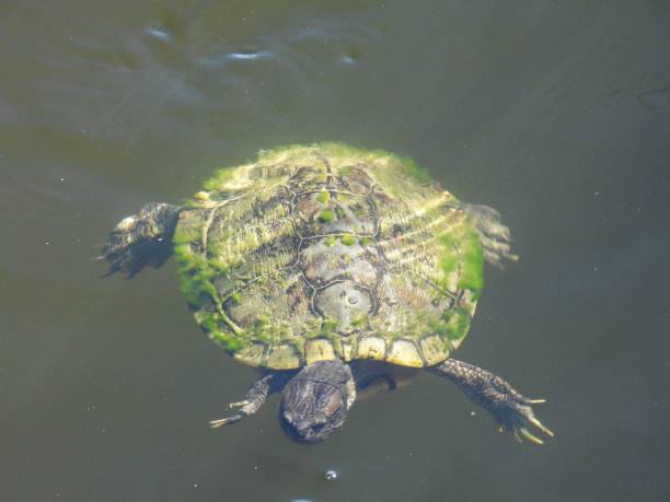 istock Melanistic Red-eared slider (Trachemys scripta elegans) - swimming in a lake 1458311213