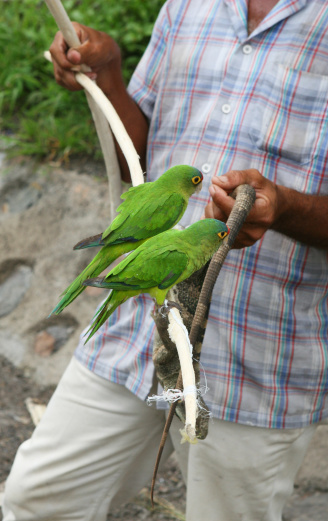 A man sells exotic birds and lizards on the roadside in Nicaragua.