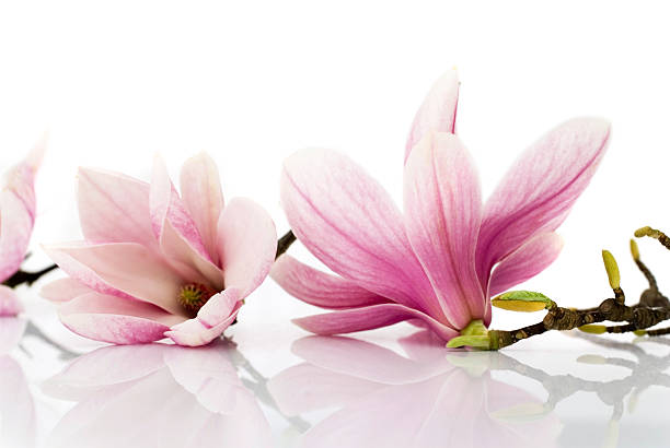istock Pink roses on a white mirror glass table 145831169