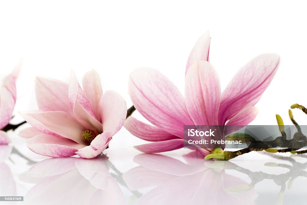 Pink roses on a white mirror glass table pink magnolia flowers reflected on the white background Beauty Stock Photo