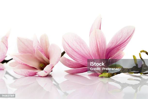 Pink Roses On A White Mirror Glass Table Stock Photo - Download Image Now - Beauty, Beauty In Nature, Blossom