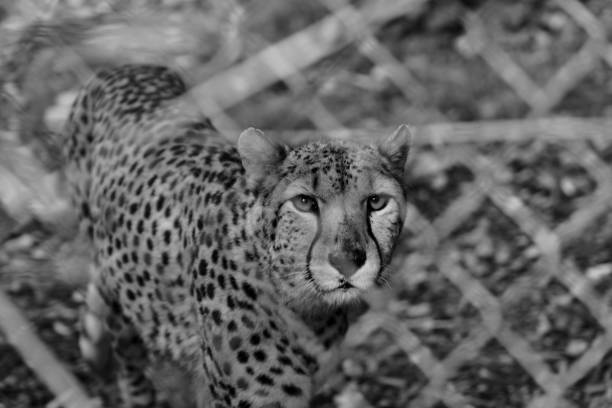A cheetah resting on the ground in a natural habitat, surrounded by greenery
