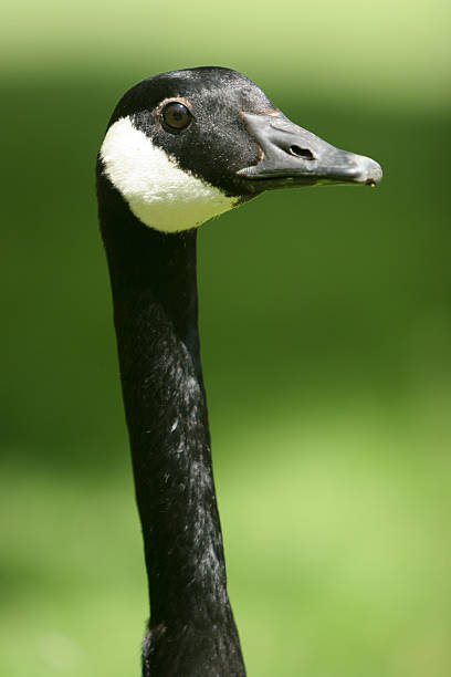 istock Portrait of Canada Goose 145831229