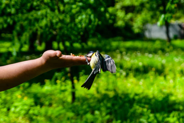 istock Feeding great tit birds from hand in a city park 1458312889