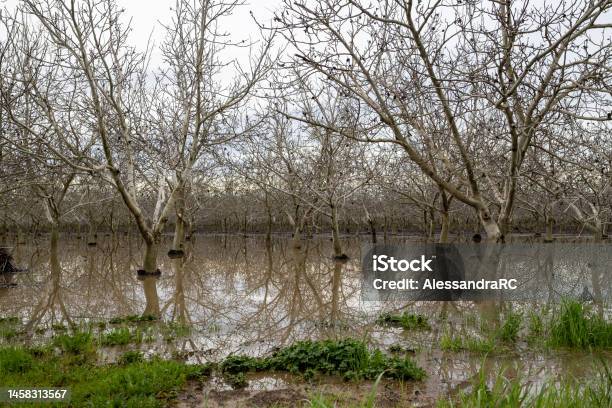 A Flooded Orchard In Davis California Stock Photo - Download Image Now - Flood, California, Orchard