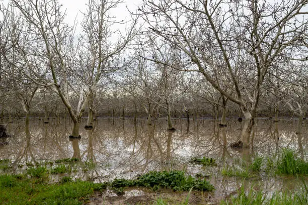 Photo of A flooded orchard in Davis, California