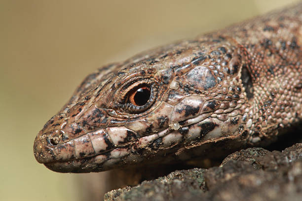 Lagarto muralis - fotografia de stock