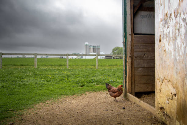 Brown chicken in front of chicken coop on farm in Lancaster, Pennsylvania