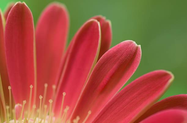 Red gerbera petals stock photo