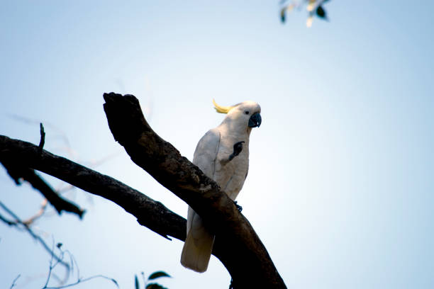 istock the sulphur crested cockatoo is high in a tree 1458315982