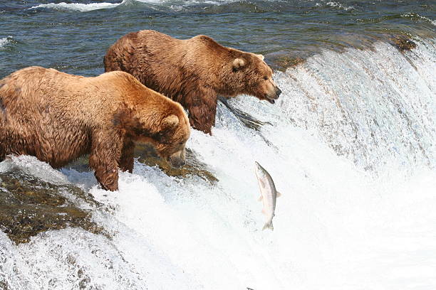Grizzlybären am Wasserfall Brooks Falls fangen Lachs – Foto