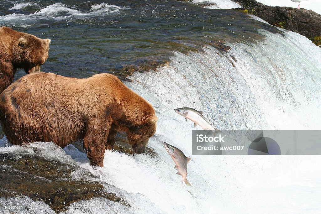 Salmón eludir brown bear en Brooks Falls, Alaska. - Foto de stock de Oso libre de derechos