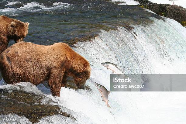 Salmón Eludir Brown Bear En Brooks Falls Alaska Foto de stock y más banco de imágenes de Oso - Oso, Aire libre, Alaska - Estado de los EE. UU.