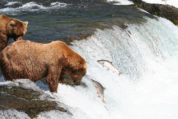 A large Alaskan brown bear on a rock fishing for salmon in Katmai National Park