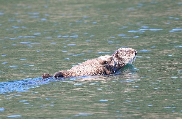 Sea otter und baby machen Sie es sich im Wasser – Foto