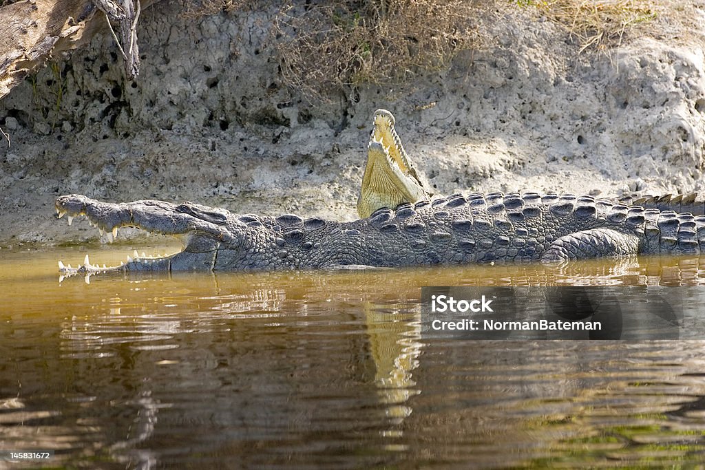 Par de crocodilos americanos colocar no banco - Foto de stock de Crocodilo royalty-free