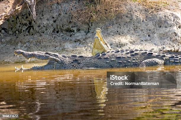 Пара Американских Того Здесь Представлены Крокодилы Откладывание Вверх На Берегу — стоковые фотографии и другие картинки Вода