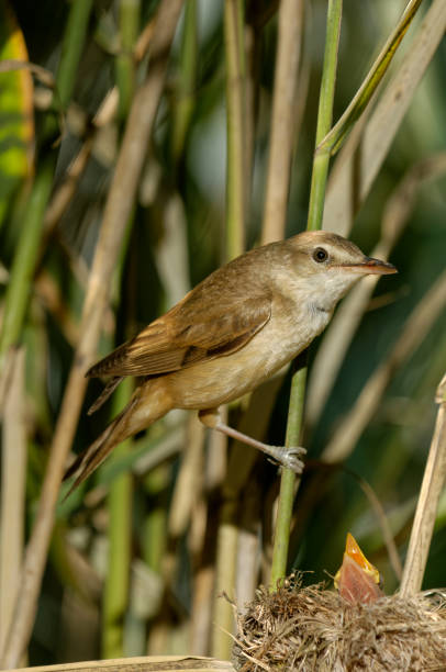 istock Great reed warbler at nest (Acrocephalus arundinaceus) 1458316853