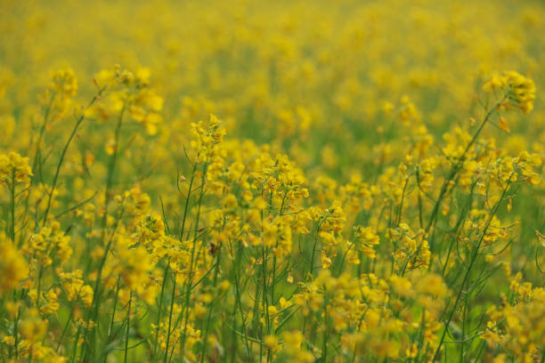 flor de mostaza y plantas de mostaza que crecen en la india. el aceite comestible se extrae de las semillas de estas flores. - mustard plant fotografías e imágenes de stock