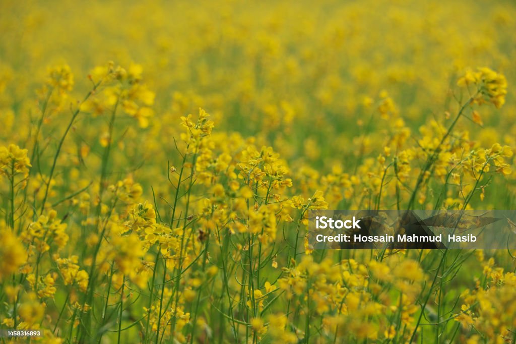 Mustard flower and Mustard plants growing in India. Edible oil is extracted from the seeds of these flowers. Mustard Plant Stock Photo