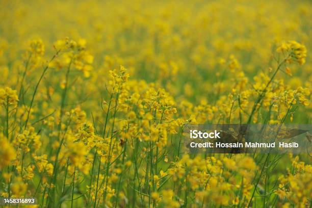Mustard Flower And Mustard Plants Growing In India Edible Oil Is Extracted From The Seeds Of These Flowers Stock Photo - Download Image Now