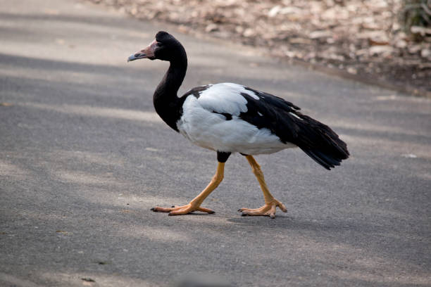 istock the magpie goose is a black and white water bird 1458316897