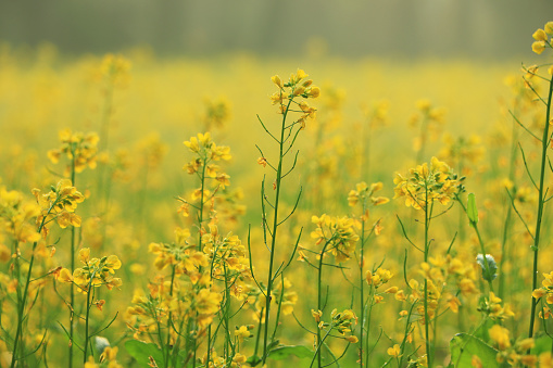Canola field. Rapeseed plant, Yellow rape flower for healthy food oil on field.
