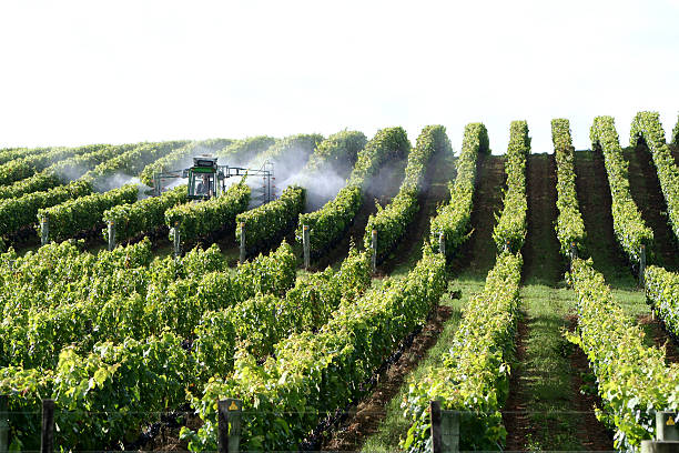 Spraying in the vineyard stock photo